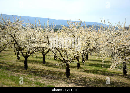 Provence, Frankreich, 1. Apr 2019. Cherry Blossom trres im Luberon, Provence, Frankreich. Ein Gebiet von außergewöhnlicher natürlicher Schönheit, den Luberon wurde in Großbritannien durch die Bücher der britische Schriftsteller Peter Mayle bekannt. Quelle: Chris Hellier/Alamy leben Nachrichten Stockfoto