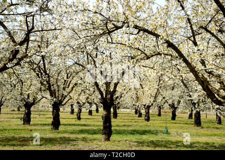 Provence, Frankreich, 1. Apr 2019. Cherry Blossom trres im Luberon, Provence, Frankreich. Ein Gebiet von außergewöhnlicher natürlicher Schönheit, den Luberon wurde in Großbritannien durch die Bücher der britische Schriftsteller Peter Mayle bekannt. Quelle: Chris Hellier/Alamy leben Nachrichten Stockfoto