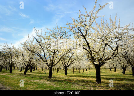 Provence, Frankreich, 1. Apr 2019. Cherry Blossom trres im Luberon, Provence, Frankreich. Ein Gebiet von außergewöhnlicher natürlicher Schönheit, den Luberon wurde in Großbritannien durch die Bücher der britische Schriftsteller Peter Mayle bekannt. Quelle: Chris Hellier/Alamy leben Nachrichten Stockfoto