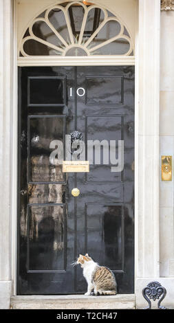 Westminster, London, UK, 1. April 2019. Larry, der Bewohner Nr. 10 Katze, nicht seine Inspektion in Downing Street, bevor Sie zurück nach innen, lassen Sie uns für die weitere Arbeit in seiner Position als Chief Mouser. Heute, mehrere Aprilscherz war von Medien, darunter, dass Larry gegangen war im Streik verteilt worden, und dass eine Katzenklappe in die Tür Nr. 10 installiert. Credit: Imageplotter/Alamy leben Nachrichten Stockfoto