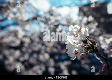 Kirschblüten bei yamazaki Fluss, Nagoya, Aichi Präfektur, Japan. Die Kirschblüte auch bekannt als Sakura in Japan normalerweise Peaks im März oder Anfang April im Frühjahr. Das Sakura ist die nationale Blume von Japan und genießen Kirschblüten ist ein alter japanischer Brauch. Stockfoto