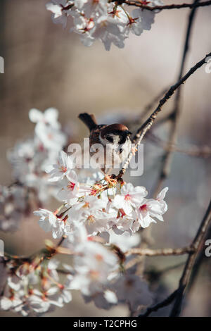 Cherry Blossom Tree gesehen mit einem Spatz bei yamazaki Fluss, Nagoya, Aichi Präfektur, Japan. Die Kirschblüte auch bekannt als Sakura in Japan normalerweise Peaks im März oder Anfang April im Frühjahr. Das Sakura ist die nationale Blume von Japan und genießen Kirschblüten ist ein alter japanischer Brauch. Stockfoto