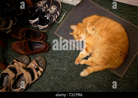 Große, Ingwer, Tom, Katze, liegend, auf, Mat, schlafend, nach, zurück, Tür, Schuhe, Sandalen, Turnschuhe, Deck, Schuhe, England, Vereinigtes Königreich, Stockfoto