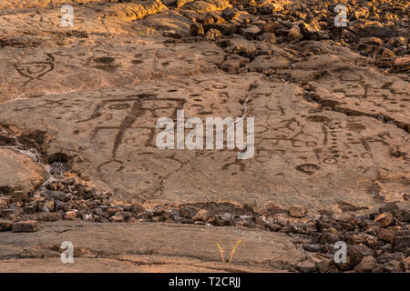 Felszeichnungen in Waikoloa Feld, auf der King's Trail ('Mamalahoa'), in der Nähe von Kona auf der grossen Insel von Hawaii. In vulkanischem Gestein, das früheste von Th geschnitzt Stockfoto