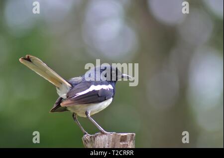 Die orientalischen magpie - Robin thront auf einem Zaun/Nagpur-India Stockfoto