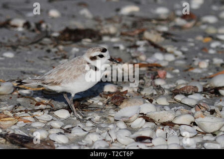 Snowy Plover, Charadrius nivosus, im Wasser am Strand, USA Stockfoto