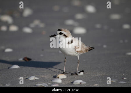 Snowy Plover, Charadrius nivosus, im Wasser am Strand, USA Stockfoto