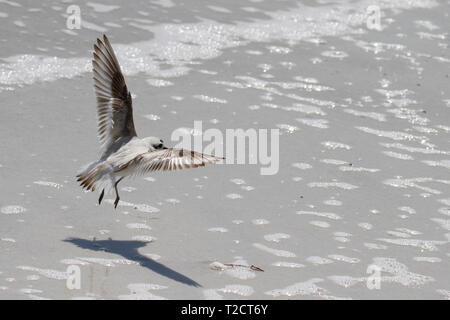 Snowy Plover, Charadrius nivosus, im Flug, Fliegen im Wasser am Strand, USA Stockfoto