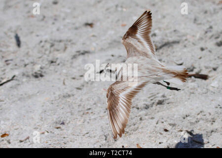 Snowy Plover, Charadrius nivosus, im Flug, Fliegen im Wasser am Strand, USA Stockfoto