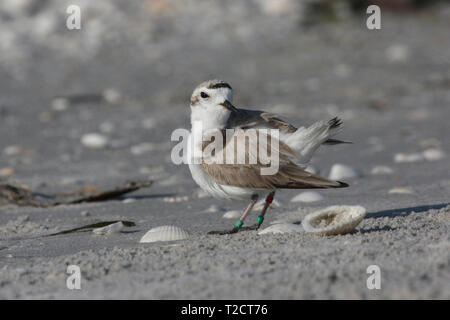 Snowy Plover, Charadrius nivosus, im Wasser am Strand, USA Stockfoto