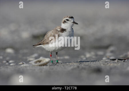 Snowy Plover, Charadrius nivosus, im Wasser am Strand, USA Stockfoto