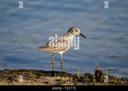 Mindestens Sandpiper, Calidris minutilla, waten in Wasser, Angeln, USA Stockfoto