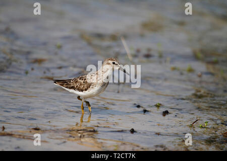 Mindestens Sandpiper, Calidris minutilla, waten in Wasser, Angeln, USA Stockfoto