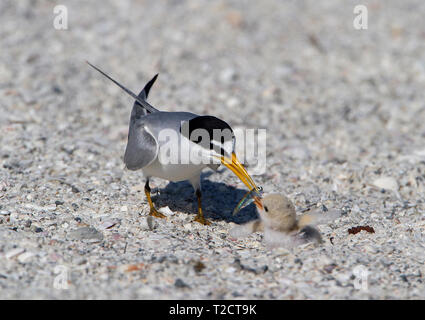 Mindestens Seeschwalbe, Sternula antillarum, USA, Erwachsene mit Jungen am Strand Nest Stockfoto