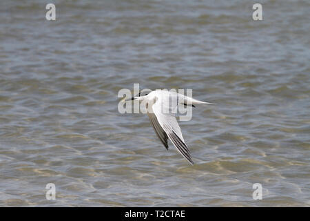 Brandseeschwalbe, Thalasseus sandvicensis, USA, am Strand, im Flug, Fliegen Stockfoto