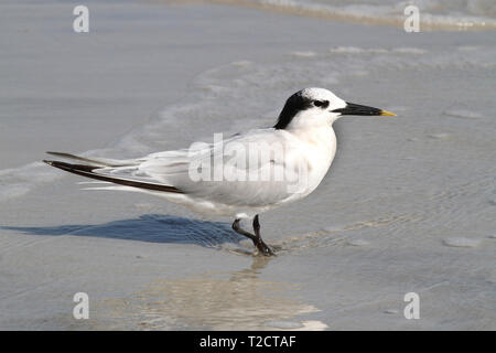 Brandseeschwalbe, Thalasseus sandvicensis, USA, am Strand, am Wasser Stockfoto