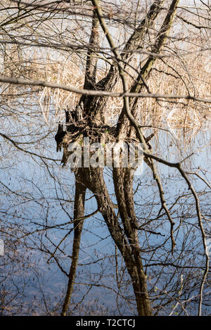 Baum und Sky Reflexion über Kotvice Teich Wasser groundnear Studenka Poodri in Landschaftsschutzgebiets Böhmerwald in der Tschechischen Republik während schönen Frühlingstag Stockfoto