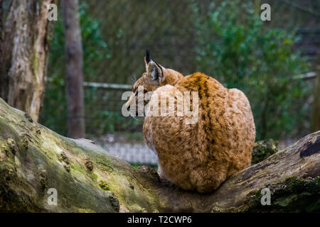 Eurasischen Luchs Nahaufnahme sitzt auf einem Ast, wilde Katze aus Eurasien Stockfoto