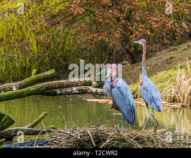 Zwei Goliath Reiher zusammen an der Wasserseite, weltgrößte Heron specie, Vögel aus Afrika und Asien Stockfoto