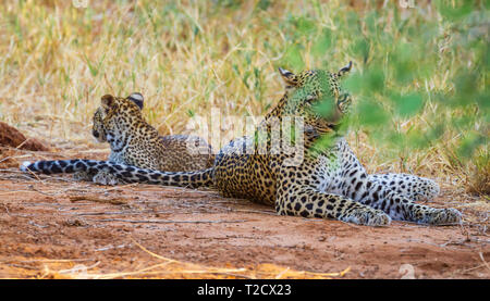 Leopard Mutter und Baby cub Panthera pardus Liegend ausruhen Gesicht vorwärts grüne Augen lange Schnurrhaare Samburu National Reserve Kenia Ostafrika Stockfoto