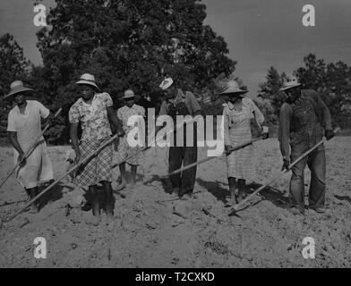 Afro-amerikanischen Familie, mehrgenerationenhäusern, stehend auf dem Feld und hacken Baumwolle, als Pächter in White Plains, Greene County, Georgia, Juni, 1941. Von der New York Public Library. () Stockfoto