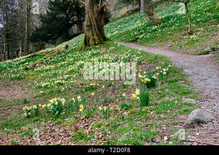 Narzissen im Feld der Dora, Rydal, Lake District, Cumbria Stockfoto