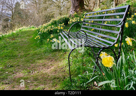 Eine Bank umgeben von Narzissen im Feld der Dora, Rydal, Lake District, Cumbria Stockfoto