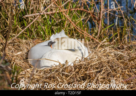 Höckerschwan (UK) ruht auf einem Nest. Stockfoto