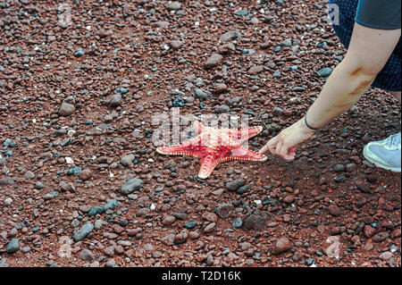 Touristische auf Rabida Strand, Galapagos, Ecuador die Prüfung eines Seesterne (Asteroidea) Stockfoto