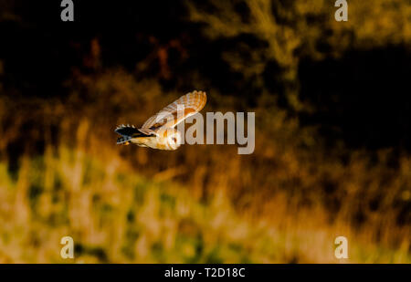 Eine weibliche Barn Owl (UK) auf die Jagd bei geringer Sonneneinstrahlung. Stockfoto