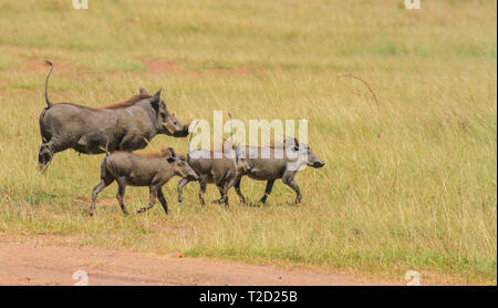 Echolot von Warzenschweine, Phacochoerus Africanus, Erwachsenen- und Ferkel auf Grünland Schwänze zu starten. Lake Nakuru, Kenia, Ostafrika Stockfoto