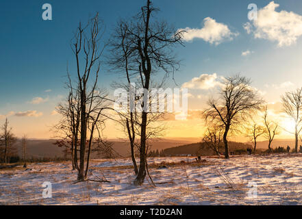 An einem Wintertag, der Schnee deckt die Heidekraut. An der Spitze des Kahlen Asten Sie haben eine schöne Aussicht. Die Sonne untergeht und betont die knotty Silhouetten Stockfoto