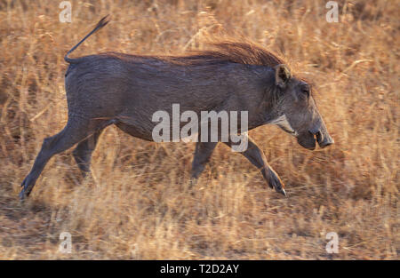 Warzenschwein Phacochoerus africanus läuft mit spitzen Hufe blonde Mähne Lake Nakuru, Kenia. Auf Safari in Afrika Stockfoto