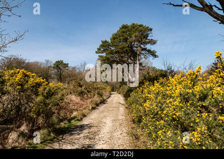 Core Hill Holz, oben Honiton, Devon, Teil der Woodland Trust, mit Wanderwegen und gut zu Fuß gehen. Stockfoto