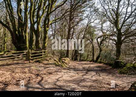 Core Hill Holz, oben Honiton, Devon, Teil der Woodland Trust, mit Wanderwegen und gut zu Fuß gehen. Stockfoto