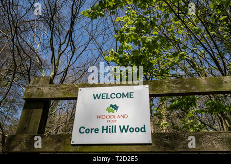 Core Hill Holz, oben Honiton, Devon, Teil der Woodland Trust, mit Wanderwegen und gut zu Fuß gehen. Stockfoto