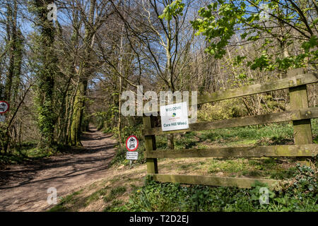 Core Hill Holz, oben Honiton, Devon, Teil der Woodland Trust, mit Wanderwegen und gut zu Fuß gehen. Stockfoto