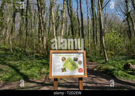 Core Hill Holz, oben Honiton, Devon, Teil der Woodland Trust, mit Wanderwegen und gut zu Fuß gehen. Stockfoto