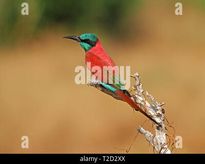 Atemberaubende leuchtend rote Northern Carmine Bienenfresser (Merops nubicus) mit Metallic grün Kopf thront auf toten Zweig in Galana Conservancy, Kenia, Afrika Stockfoto