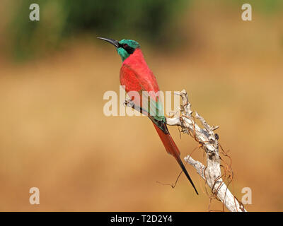 Atemberaubende leuchtend rote Northern Carmine Bienenfresser (Merops nubicus) mit Metallic grün Kopf thront auf toten Zweig in Galana Conservancy, Kenia, Afrika Stockfoto