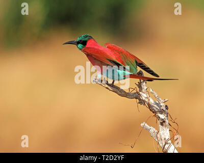 Leuchtend rote Northern Carmine Bienenfresser (Merops nubicus) mit Metallic grün Kopf stretching Flügel aus toten Zweig in Galana Conservancy, Kenia fliegen Stockfoto