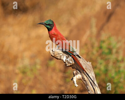 Atemberaubende leuchtend rote Northern Carmine Bienenfresser (Merops nubicus) mit Metallic grün Kopf thront auf toten Zweig in Galana Conservancy, Kenia, Afrika Stockfoto