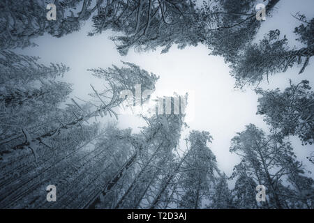 Winterlandschaft in den verschneiten Wald in Sankt-Petersburg, Russland Stockfoto