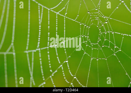 Tautropfen kondensieren an einem nebeligen Tag auf einem Spinnennetz oder Spinnennetz, Nahaufnahme mit geringer Schärfentiefe. Stockfoto