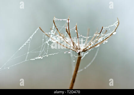 Tautropfen kondensierten sich auf Spinnennetz oder Spinnennetz, die an einem nebeligen Tag zwischen den Fingern eines toten Hogweed-Samenkopfes geschnürt wurden. Stockfoto