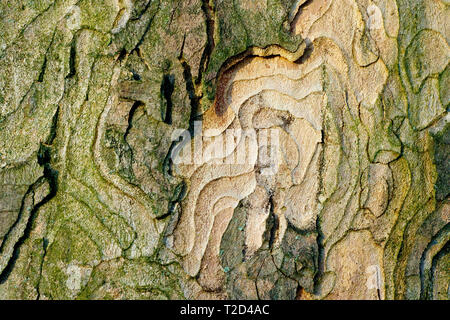 Nahaufnahme der Textur und des abstrakten Musters in der Rinde eines Sycamore-Baumes (acer pseudoplatanus). Stockfoto