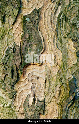 Nahaufnahme der Textur und des abstrakten Musters in der Rinde eines Sycamore-Baumes (acer pseudoplatanus). Stockfoto