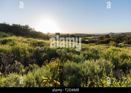 San Fernando Valley Feder wildflower Meadow sunrise in Santa Susana Pass State Historic Park in Los Angeles, Kalifornien. Stockfoto