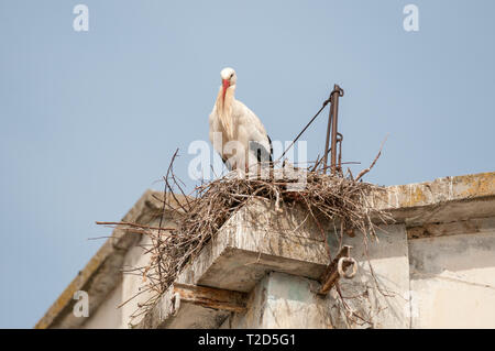 Weißstorch, Ciconia ciconia, im Nest, Gesims eines alten Gebäudes, LLeida, Katalonien, Spanien Stockfoto