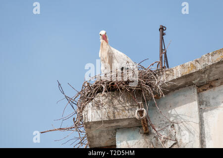 Weißstorch, Ciconia ciconia, im Nest, Gesims eines alten Gebäudes, LLeida, Katalonien, Spanien Stockfoto